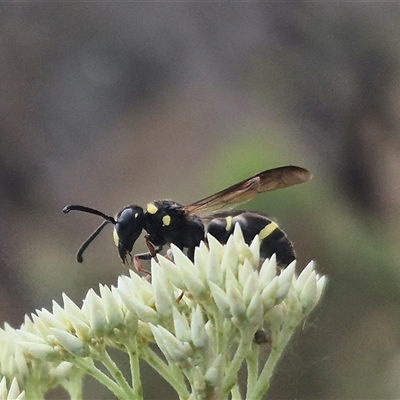 Eumeninae (subfamily) (Unidentified Potter wasp) at Bungendore, NSW - 28 Nov 2024 by clarehoneydove