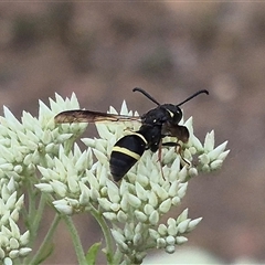 Eumeninae (subfamily) at Bungendore, NSW - 29 Nov 2024