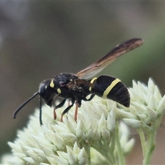 Eumeninae (subfamily) at Bungendore, NSW - 29 Nov 2024