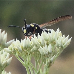 Eumeninae (subfamily) at Bungendore, NSW - 29 Nov 2024