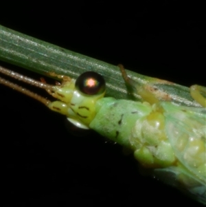 Plesiochrysa ramburi at Freshwater Creek, VIC by WendyEM