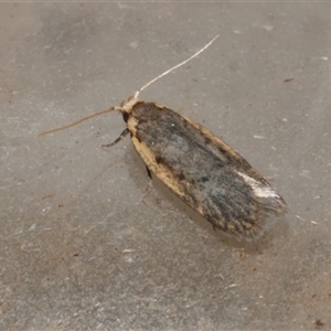 Hoplostega ochroma at Freshwater Creek, VIC - 18 May 2020 08:31 PM