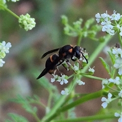 Paralastor sp. (genus) (Potter Wasp) at Bungendore, NSW - 29 Nov 2024 by clarehoneydove