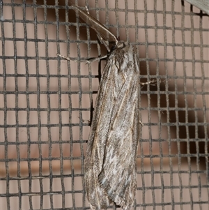 Ciampa arietaria at Freshwater Creek, VIC - 18 May 2020