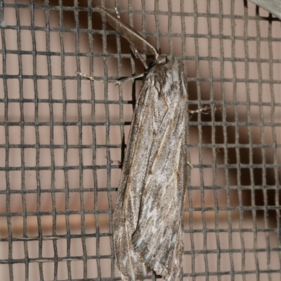 Ciampa arietaria (Brown Pasture Looper Moth) at Freshwater Creek, VIC - 18 May 2020 by WendyEM