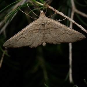 Syneora fractata at Freshwater Creek, VIC - 18 May 2020