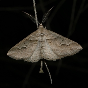 Syneora fractata at Freshwater Creek, VIC - 18 May 2020