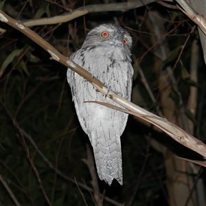 Podargus strigoides (Tawny Frogmouth) at Freshwater Creek, VIC by WendyEM