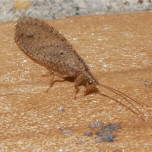 Micromus tasmaniae at Freshwater Creek, VIC by WendyEM