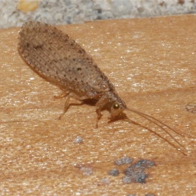 Micromus tasmaniae at Freshwater Creek, VIC - 18 May 2020 by WendyEM