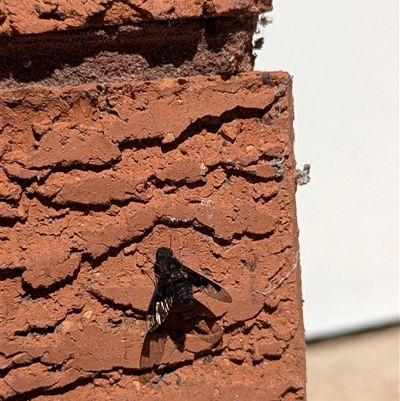 Meomyia sp. (Bee fly) at Mount Kembla, NSW - 23 Nov 2024 by BackyardHabitatProject