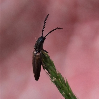 Unidentified Click beetle (Elateridae) at Monga, NSW - 27 Nov 2024 by clarehoneydove