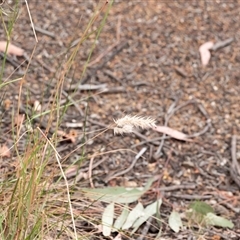 Rytidosperma sp. (Wallaby Grass) at Higgins, ACT - 29 Nov 2024 by Untidy