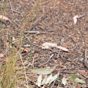 Rytidosperma sp. at Higgins, ACT - 29 Nov 2024