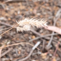 Rytidosperma sp. at Higgins, ACT - 29 Nov 2024