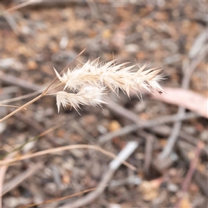 Rytidosperma sp. at Higgins, ACT - 29 Nov 2024