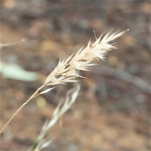 Rytidosperma sp. at Higgins, ACT - 29 Nov 2024