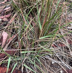 Rytidosperma sp. at Higgins, ACT - 29 Nov 2024