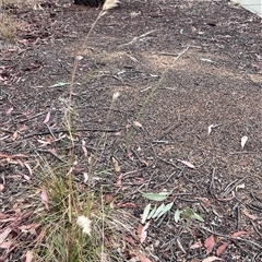 Rytidosperma sp. at Higgins, ACT - 29 Nov 2024