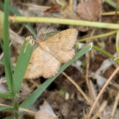 Scopula rubraria (Reddish Wave, Plantain Moth) at McKellar, ACT - 11 Nov 2024 by AlisonMilton