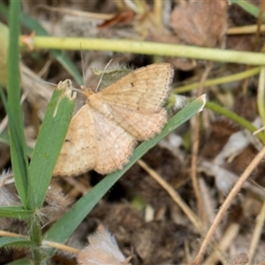 Scopula rubraria at McKellar, ACT - 11 Nov 2024 11:55 AM