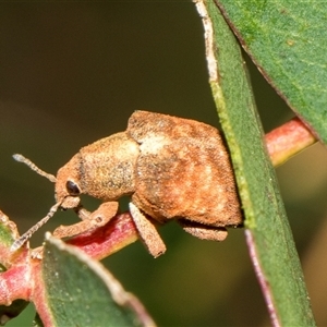 Gonipterus scutellatus at McKellar, ACT - 11 Nov 2024 12:24 PM