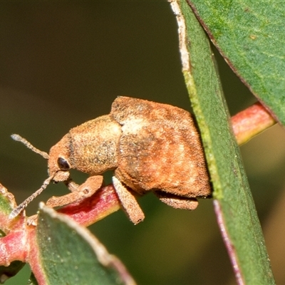 Gonipterus scutellatus (Eucalyptus snout beetle, gum tree weevil) at McKellar, ACT - 11 Nov 2024 by AlisonMilton