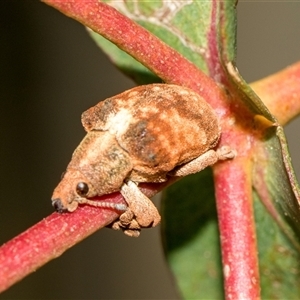 Gonipterus scutellatus at McKellar, ACT - 11 Nov 2024 12:24 PM