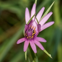 Tragopogon porrifolius subsp. porrifolius (Salsify, Oyster Plant) at McKellar, ACT - 11 Nov 2024 by AlisonMilton