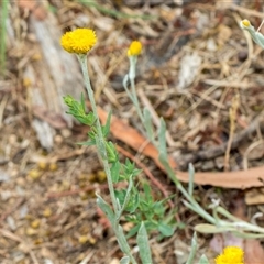 Chrysocephalum apiculatum (Common Everlasting) at Lawson, ACT - 11 Nov 2024 by AlisonMilton