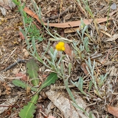 Chrysocephalum apiculatum at Lawson, ACT - 11 Nov 2024