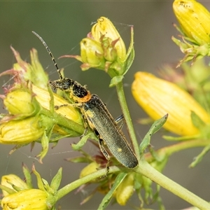 Chauliognathus lugubris (Plague Soldier Beetle) at Lawson, ACT by AlisonMilton