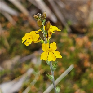 Goodenia bellidifolia subsp. bellidifolia at Bombay, NSW - 28 Nov 2024 01:39 PM