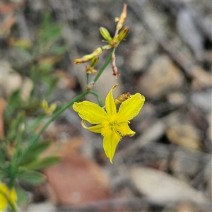 Tricoryne elatior (Yellow Rush Lily) at Bombay, NSW by MatthewFrawley