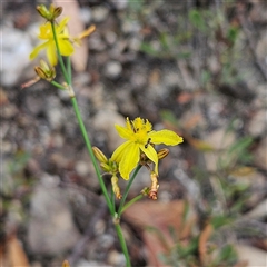 Tricoryne elatior at Bombay, NSW - 28 Nov 2024