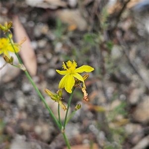 Tricoryne elatior at Bombay, NSW - 28 Nov 2024