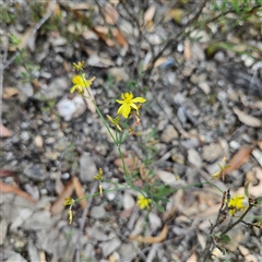 Tricoryne elatior at Bombay, NSW - 28 Nov 2024