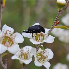 Mordellidae (family) (Unidentified pintail or tumbling flower beetle) at Bombay, NSW - 28 Nov 2024 by MatthewFrawley