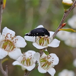 Mordellidae (family) (Unidentified pintail or tumbling flower beetle) at Bombay, NSW by MatthewFrawley