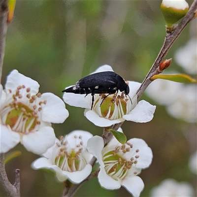 Mordellidae (family) (Unidentified pintail or tumbling flower beetle) at Bombay, NSW - 28 Nov 2024 by MatthewFrawley