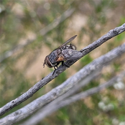 Tachinidae (family) (Unidentified Bristle fly) at Bombay, NSW - 28 Nov 2024 by MatthewFrawley