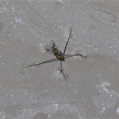 Tenagogerris euphrosyne (Water Strider) at Splitters Creek, NSW - 29 Nov 2024 by KylieWaldon