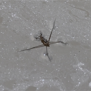 Tenagogerris euphrosyne at Splitters Creek, NSW - 29 Nov 2024 08:03 AM