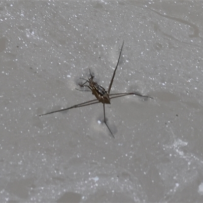 Tenagogerris euphrosyne (Water Strider) at Splitters Creek, NSW - 29 Nov 2024 by KylieWaldon