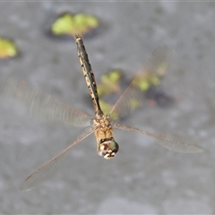 Hemicordulia tau (Tau Emerald) at Splitters Creek, NSW - 28 Nov 2024 by KylieWaldon