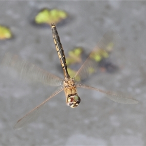 Hemicordulia tau at Splitters Creek, NSW - 29 Nov 2024 08:03 AM