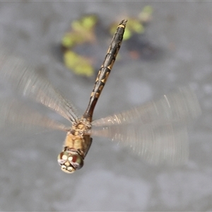 Hemicordulia tau at Splitters Creek, NSW - 29 Nov 2024 08:03 AM