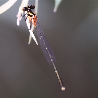 Nososticta solida (Orange Threadtail) at Splitters Creek, NSW - 29 Nov 2024 by KylieWaldon