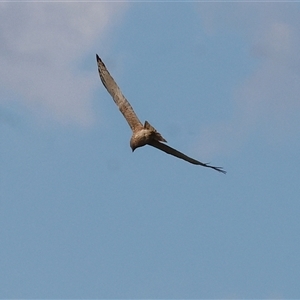 Circus approximans (Swamp Harrier) at Splitters Creek, NSW by KylieWaldon