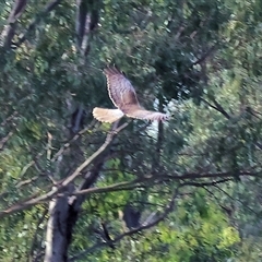 Circus approximans at Splitters Creek, NSW - 29 Nov 2024 06:39 AM